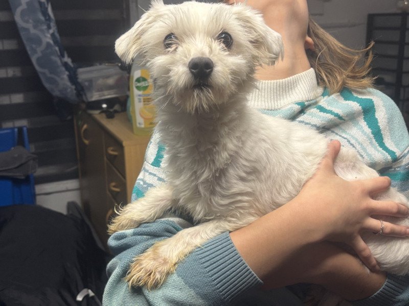 Luna Vrouw Bichon maltais