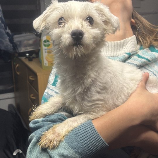 Luna Vrouw Bichon maltais