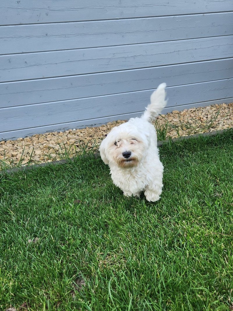 Oscar Mannetje Bichon maltais