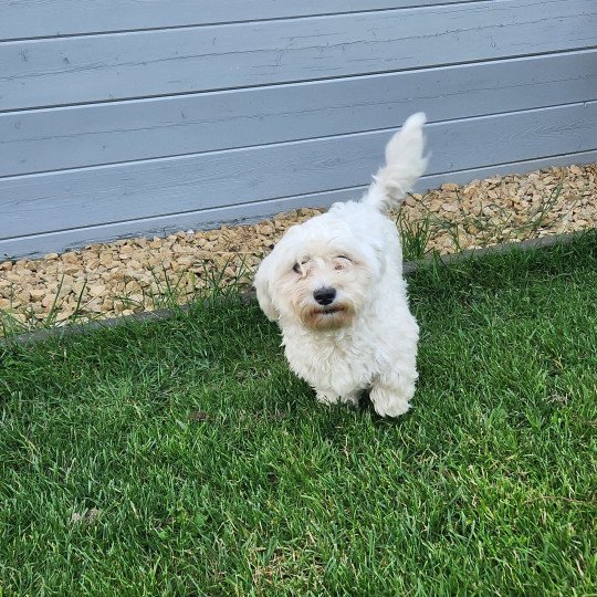 Oscar Mannetje Bichon maltais