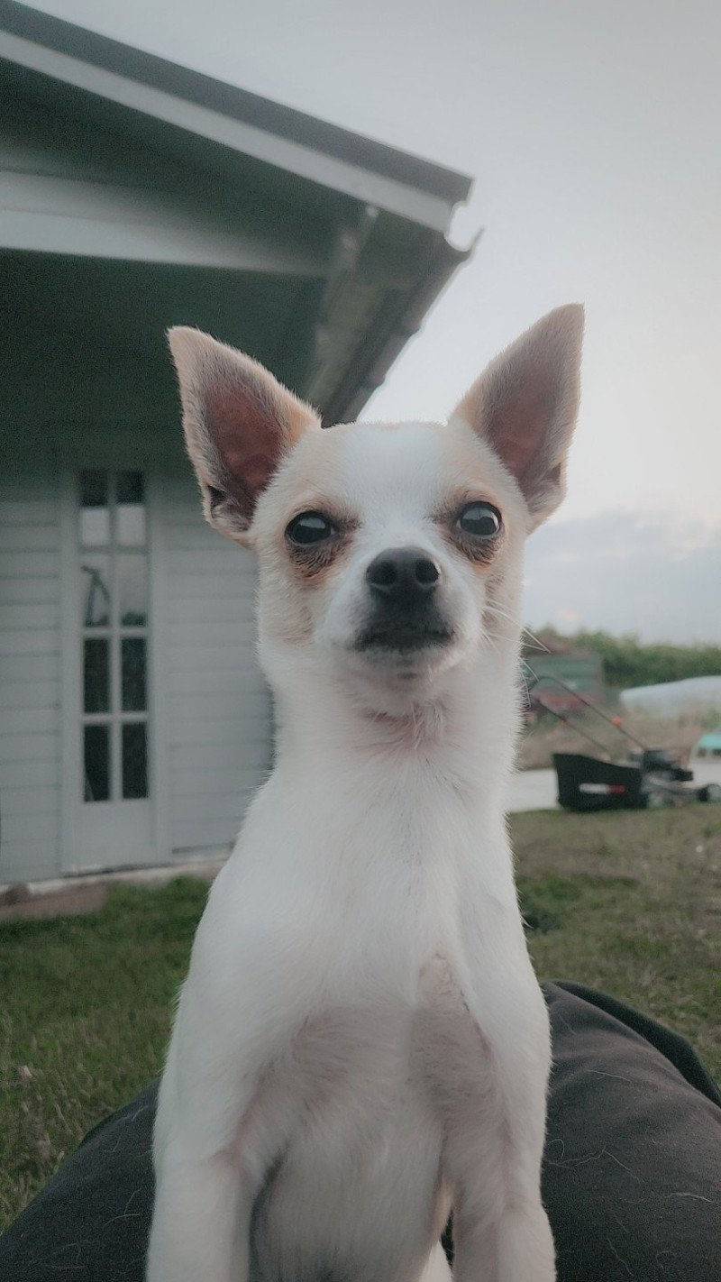Pukky Mannetje Chihuahua korthaar