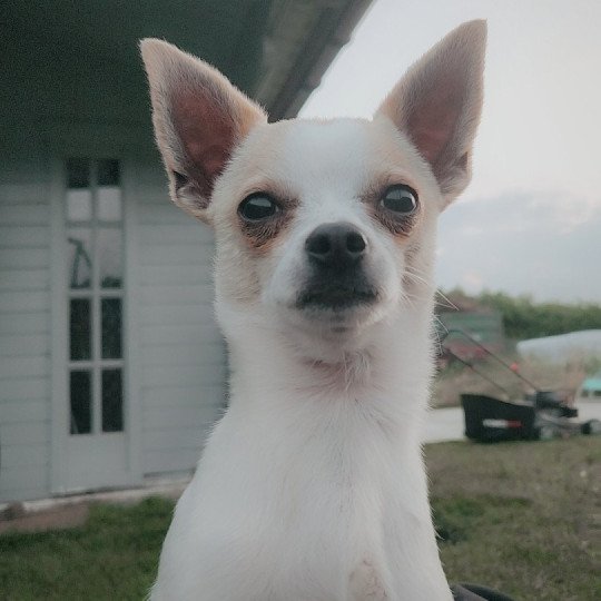 Pukky Mannetje Chihuahua korthaar