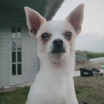 Pukky Mannetje Chihuahua korthaar
