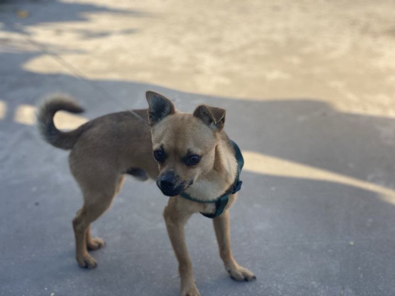 Sammy Mannetje Chihuahua korthaar