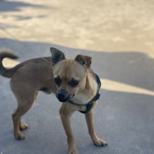 Sammy Mannetje Chihuahua korthaar