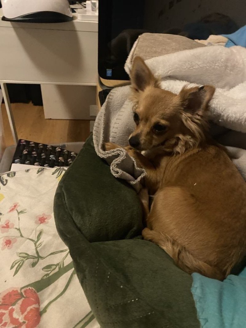 Lilly Vrouw Chihuahua Longhair