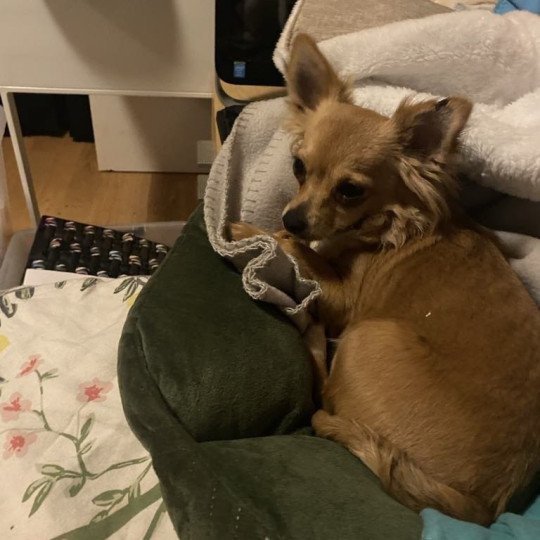 Lilly Vrouw Chihuahua Longhair