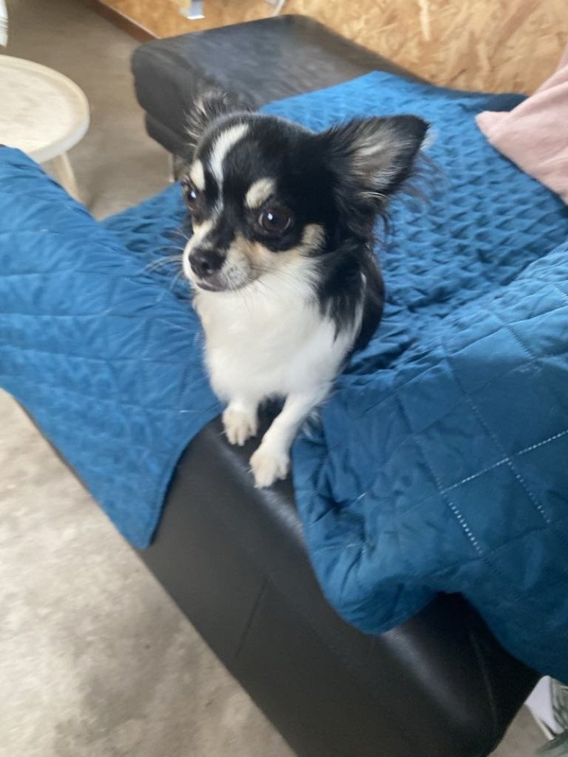 Marie Vrouw Chihuahua Longhair