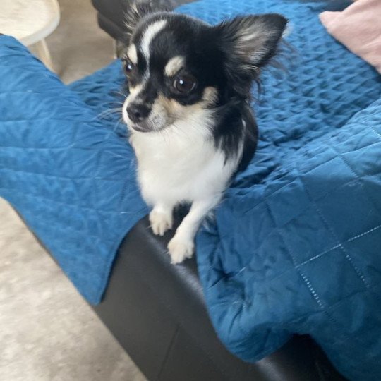 Marie Vrouw Chihuahua Longhair