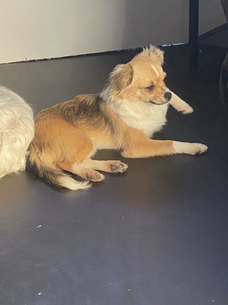 Skye Vrouw Chihuahua Longhair