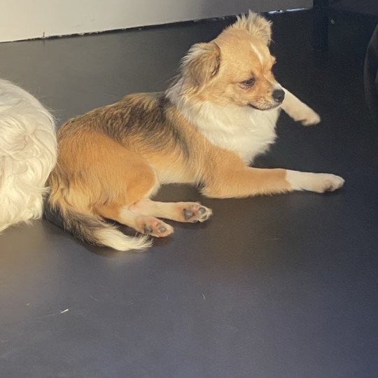 Skye Vrouw Chihuahua Longhair