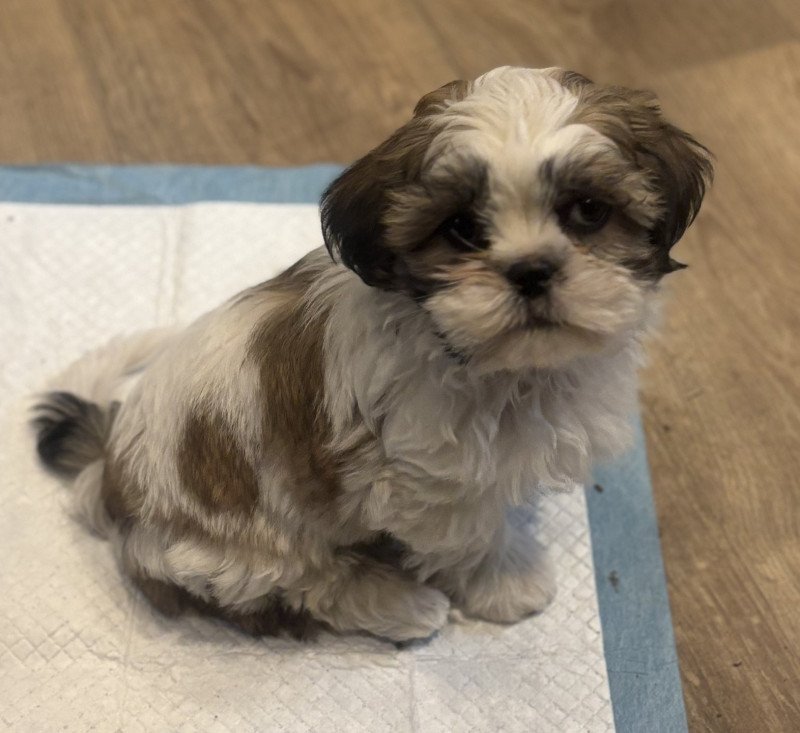 Fientje Vrouw Shih tzu
