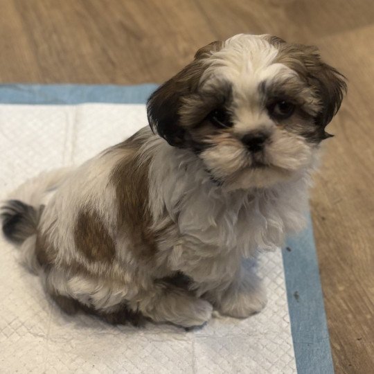 Fientje Vrouw Shih tzu